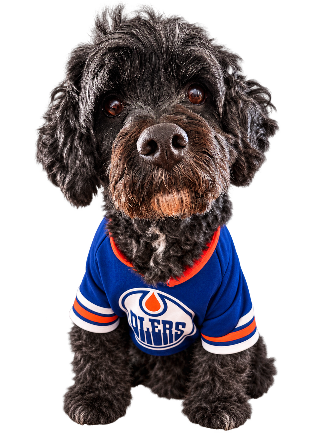 Joanne’s dog wearing his Oilers jersey